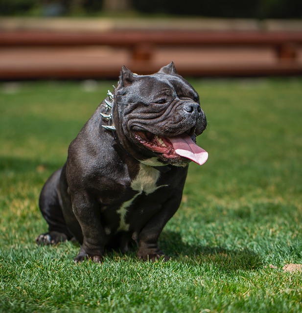 มาทำความรู้จัก หมาหน้าโหด แต่ใจดีโครต อเมริกันบูลลี่ (American Bully)