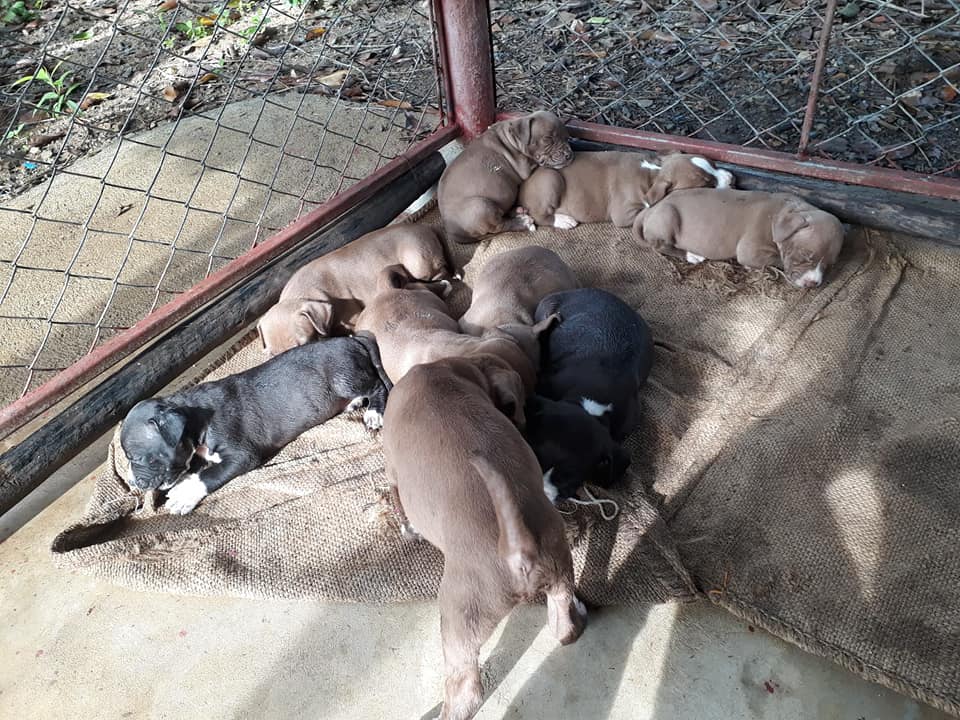 ขายบลูลี่ ขายราคาแบ่งเลี้ยง ขายราคาประชด