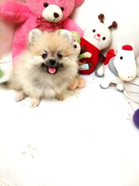 ขายปอมแท้สายเลือดแชมป์อเมริกา ไซส์มินิ ใบเพดเต็ม