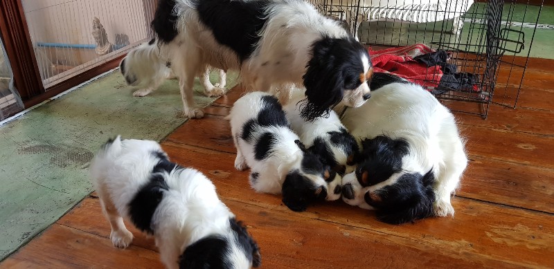 ขายลูกคาวาเลียร์ คิงชาลส์ ตัวเมีย 3 ,ตัวผู้ 1
