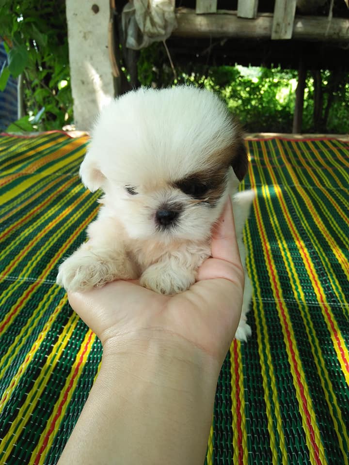 ขาย ชิสุแท้ หน้าสั้นบี้ๆๆขนแน่นๆๆ เมีย 2 ตัวๆละ 2,000 บาท