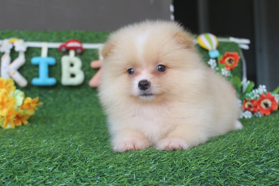 ปอมๆเพศผู้ พร้มย้ายจร้า
