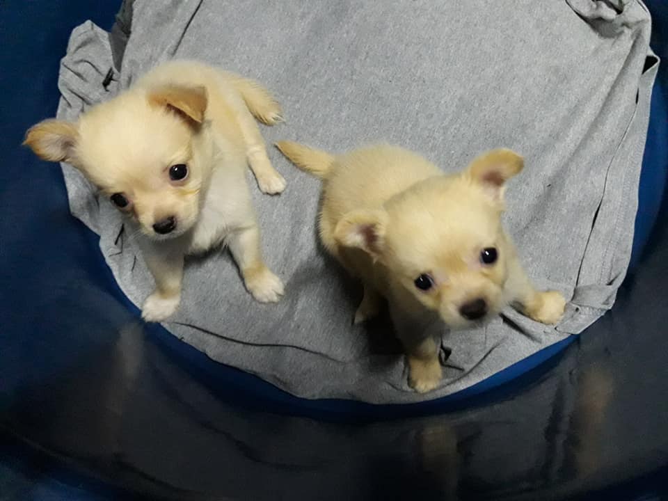 ขายน้องชิวาว่า ยังว่างนะค่ะ