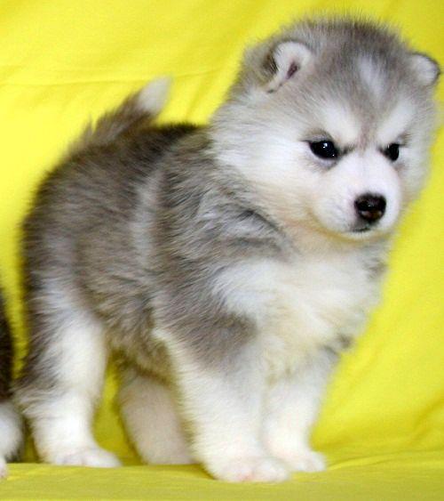 ไซบีเรียน ฮัสกี้ เกรดดี คัดสายพันธุ์คุณภาพ  มารวมไว้ที่นี่แล้วAllbest kennel