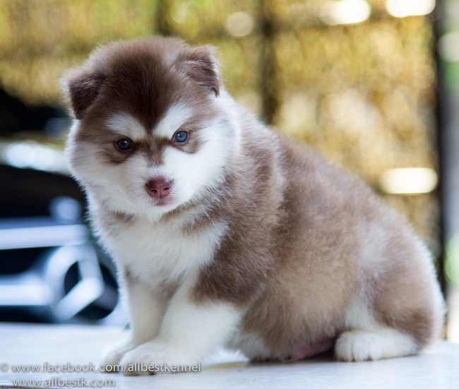ไซบีเรียน ฮัสกี้ เกรดดี คัดสายพันธุ์คุณภาพ  มารวมไว้ที่นี่แล้วAllbest kennel