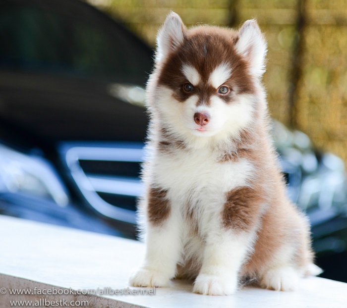 ไซบีเรียน ฮัสกี้ เกรดดี คัดสายพันธุ์คุณภาพ  มารวมไว้ที่นี่แล้วAllbest kennel