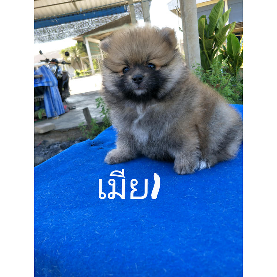 ปอมเด็กหญิงหาบ้านใหม่