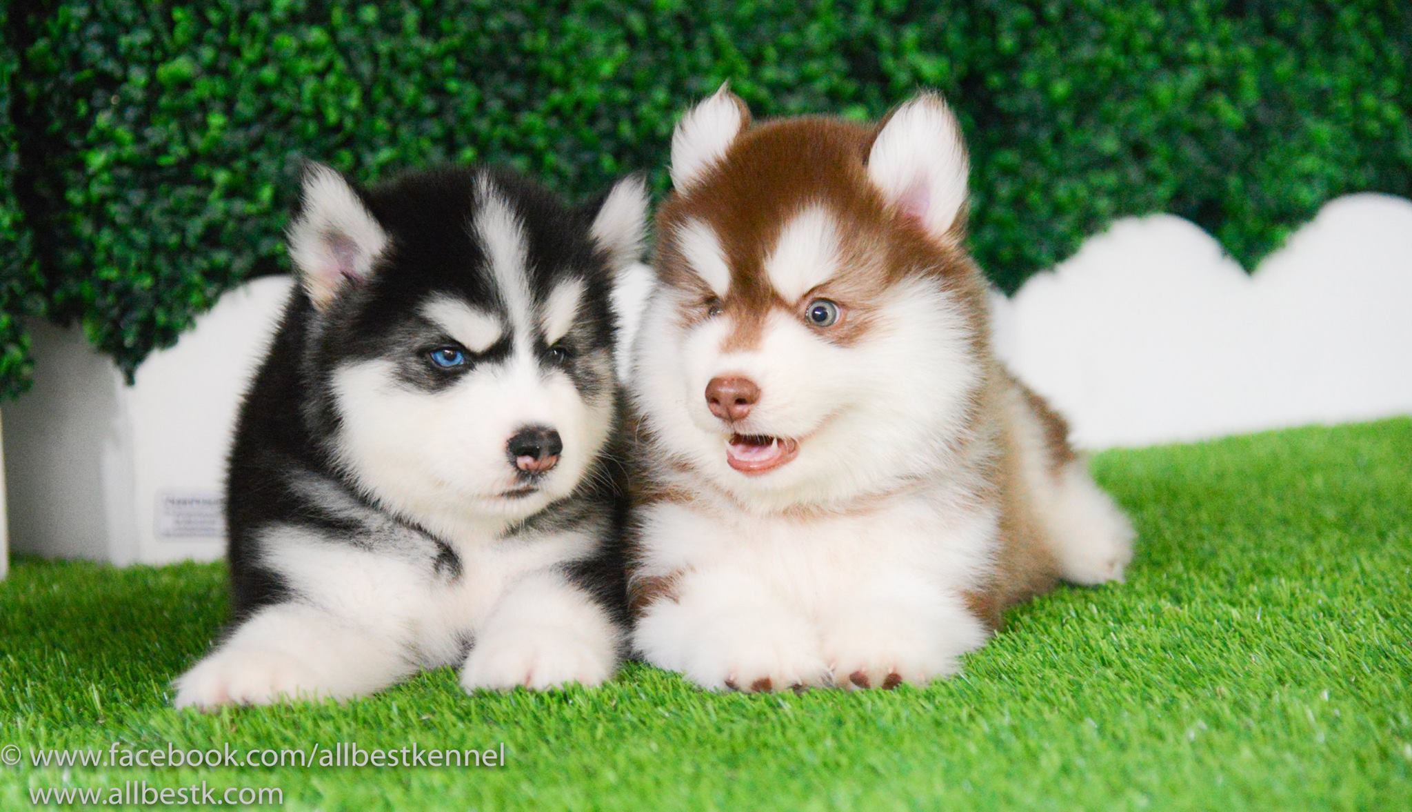 หยุดเสี่ยง ‼️ไซบีเรียนเล็กๆสวยมากโตแล้วไม่สวยดังใจ Allbestkennel มาหาเราสิครับ