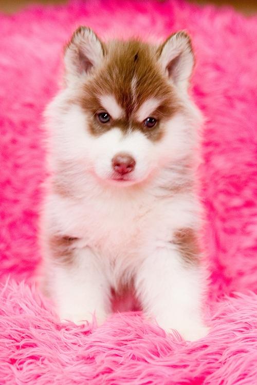 หยุดเสี่ยง ‼️ไซบีเรียนเล็กๆสวยมากโตแล้วไม่สวยดังใจ Allbestkennel มาหาเราสิครับ