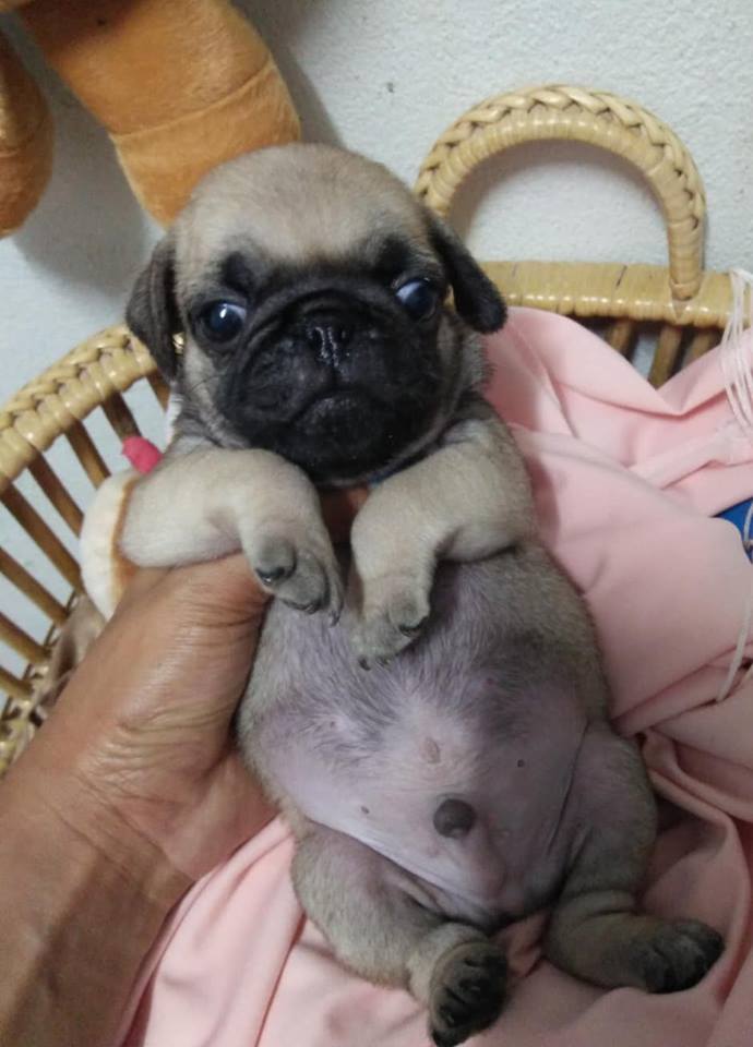 เปิดจองลูกสุนัขพันธุปั๊ก อายุ 33วัน