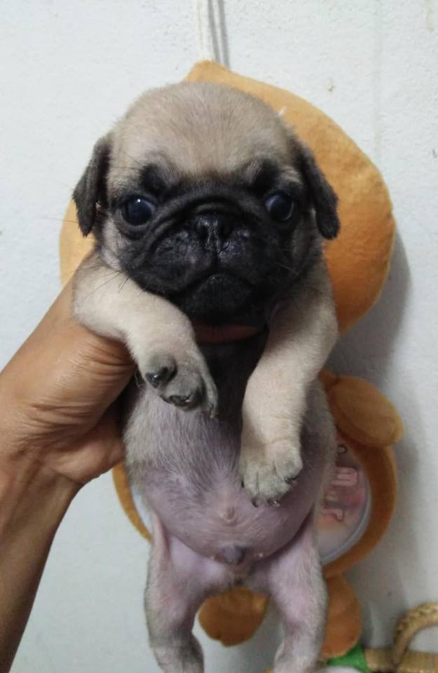 เปิดจองลูกสุนัขพันธุปั๊ก อายุ 33วัน