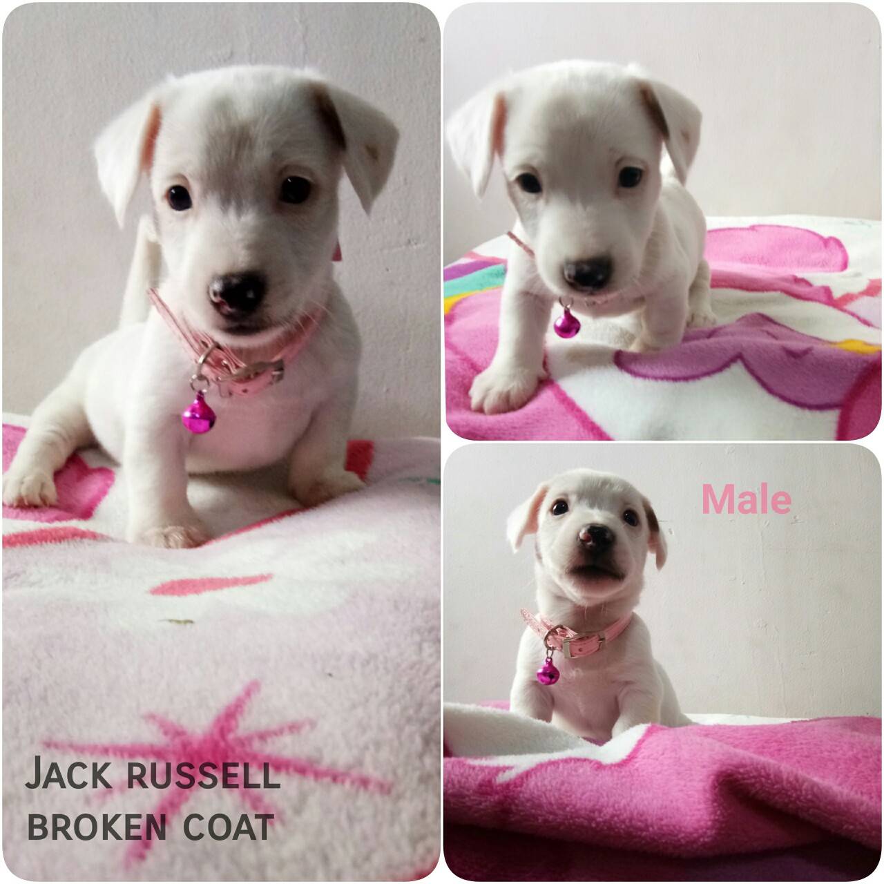 เปิดจองลูกสุนัขแจ็ครัสเซลขนหัก - มังคุด ขนหัก