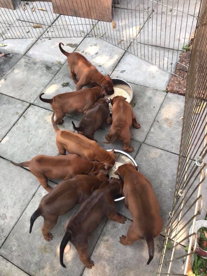 ขายลูกสุนัขพันธุ์ไทยหลังอาน