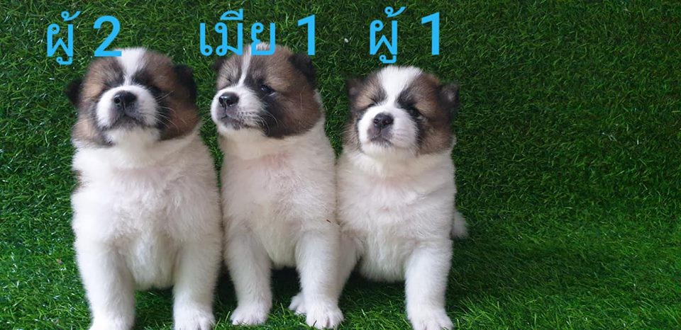 ขายลูกสุนัขบางแก้วแท้ สีขาว-น้ำตาล และ ขาว-เทา มีทั้งหมด 3 คอก