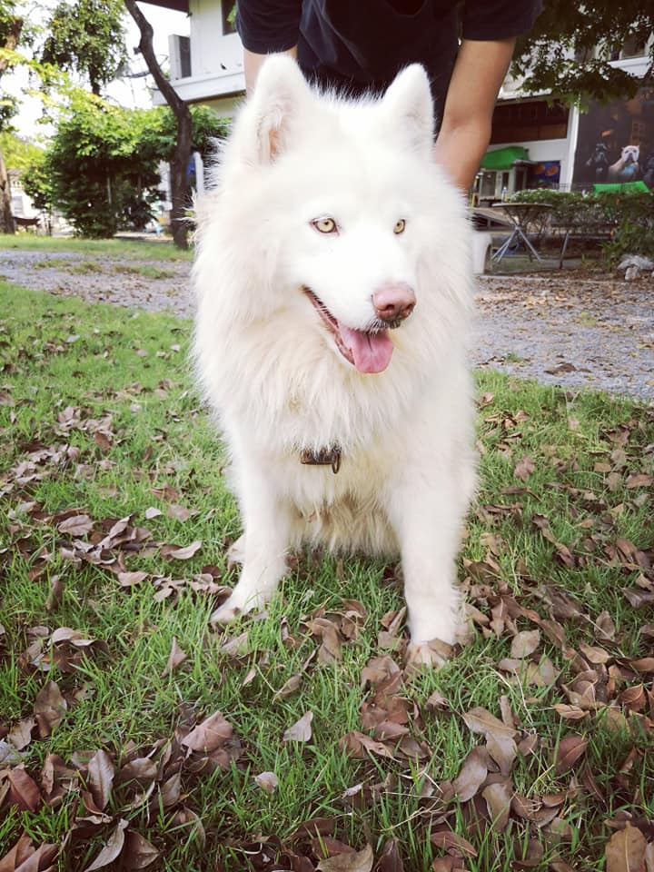 ขาย Husky Wooly ขาวตัวผู้