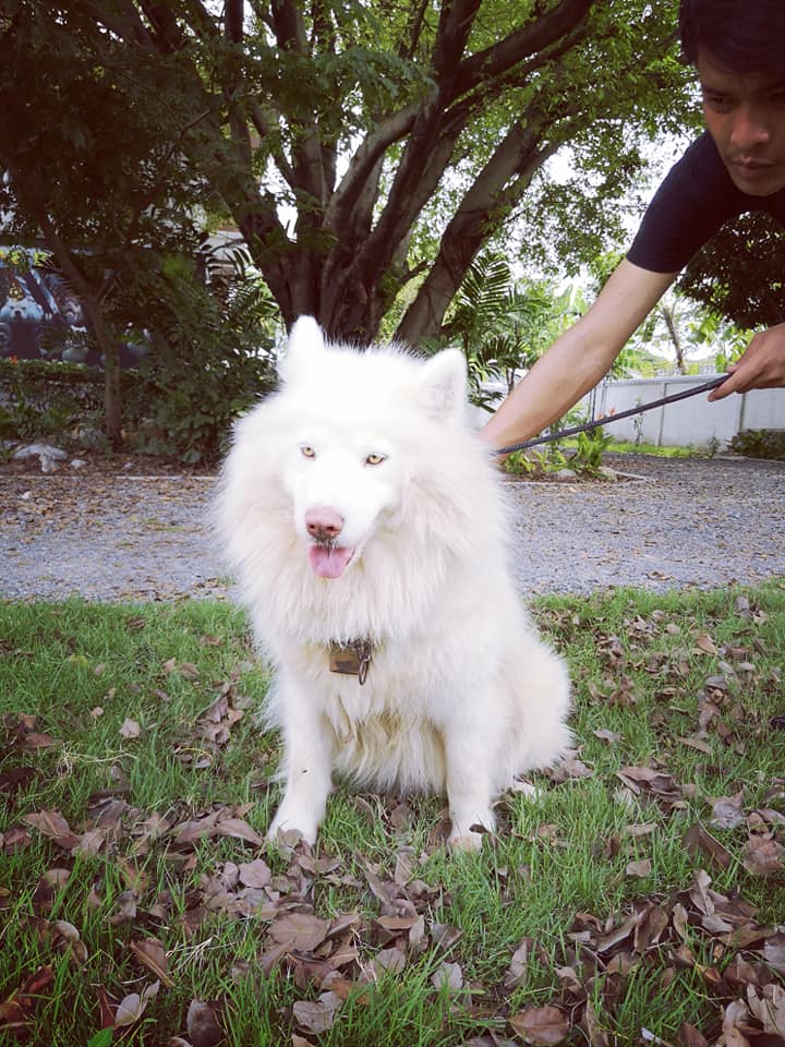 ขาย Husky Wooly ขาวตัวผู้