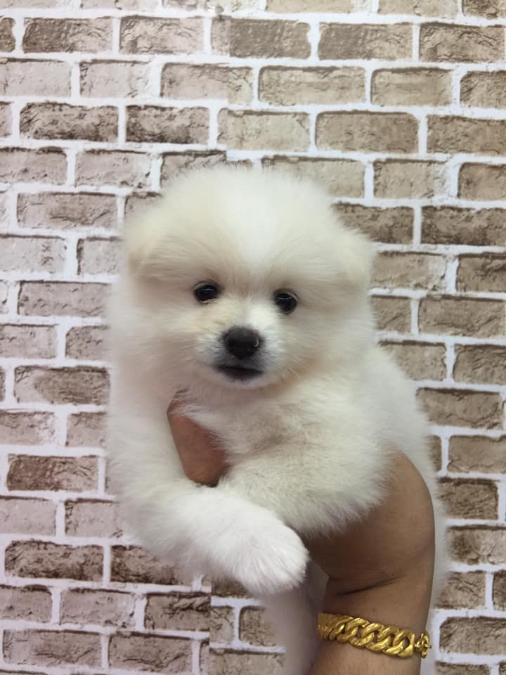 ขายปอมหน้าหมี ราคา 7,900