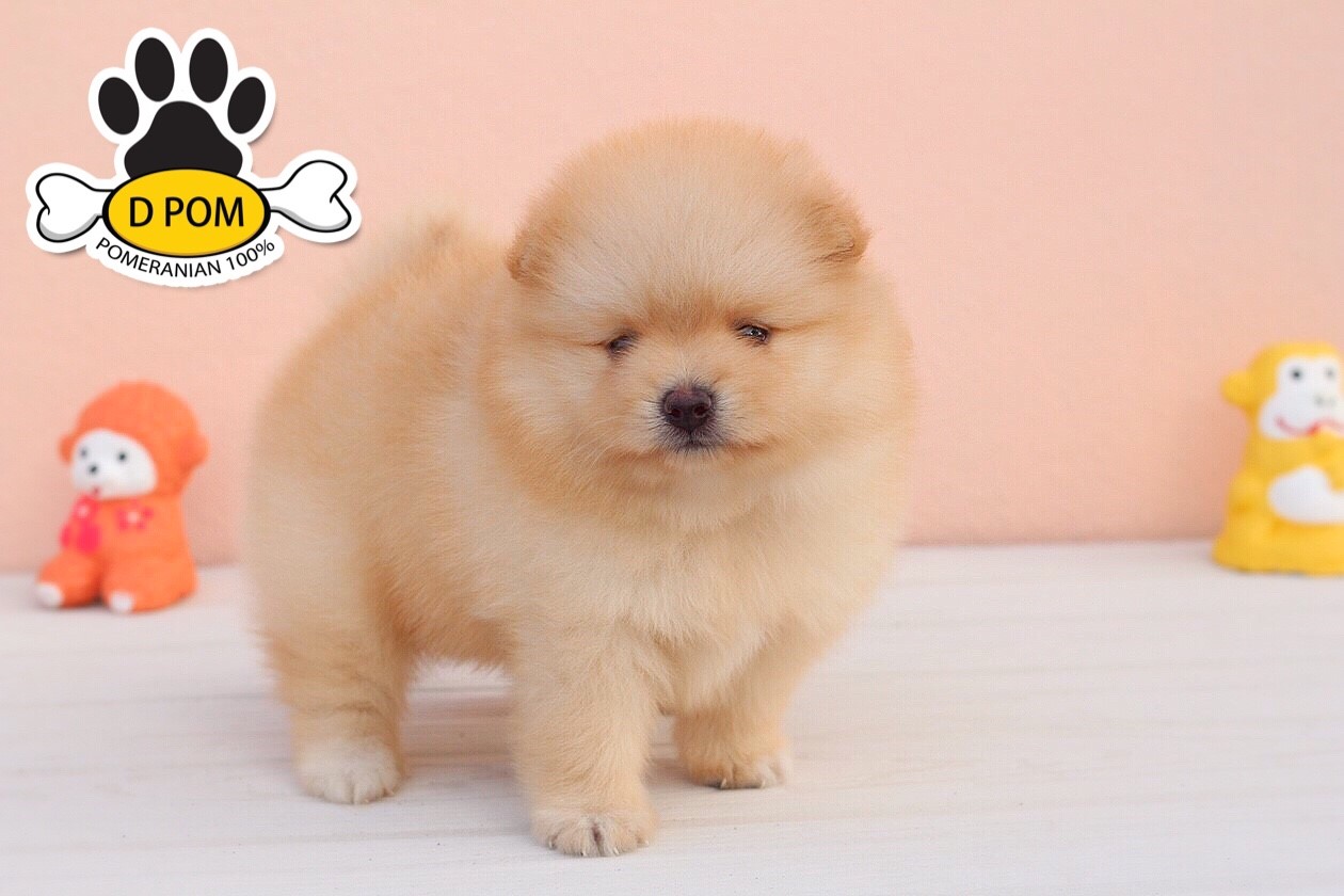 DPOM FARM ขายน้องปอมแท้ ...น้องโจลี่...เพศเมีย สีครีม ขนฟู ตากลม ฟอร์มสวย น่ารัก