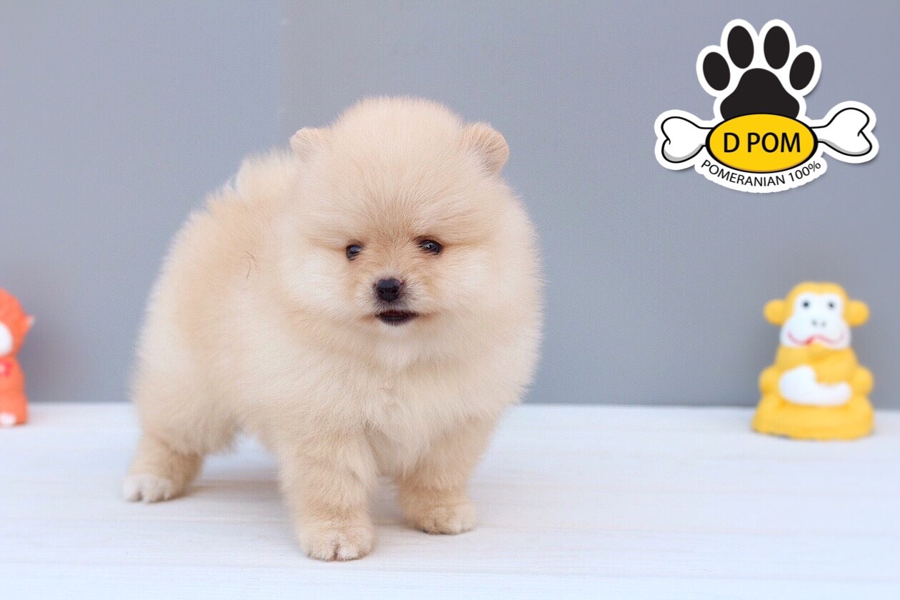DPOM FARM ขายน้องปอมแท้ ...น้องทอฝัน...เพศเมีย สีขาวครีม ขนฟู ตากลม ฟอร์มสวย น่า