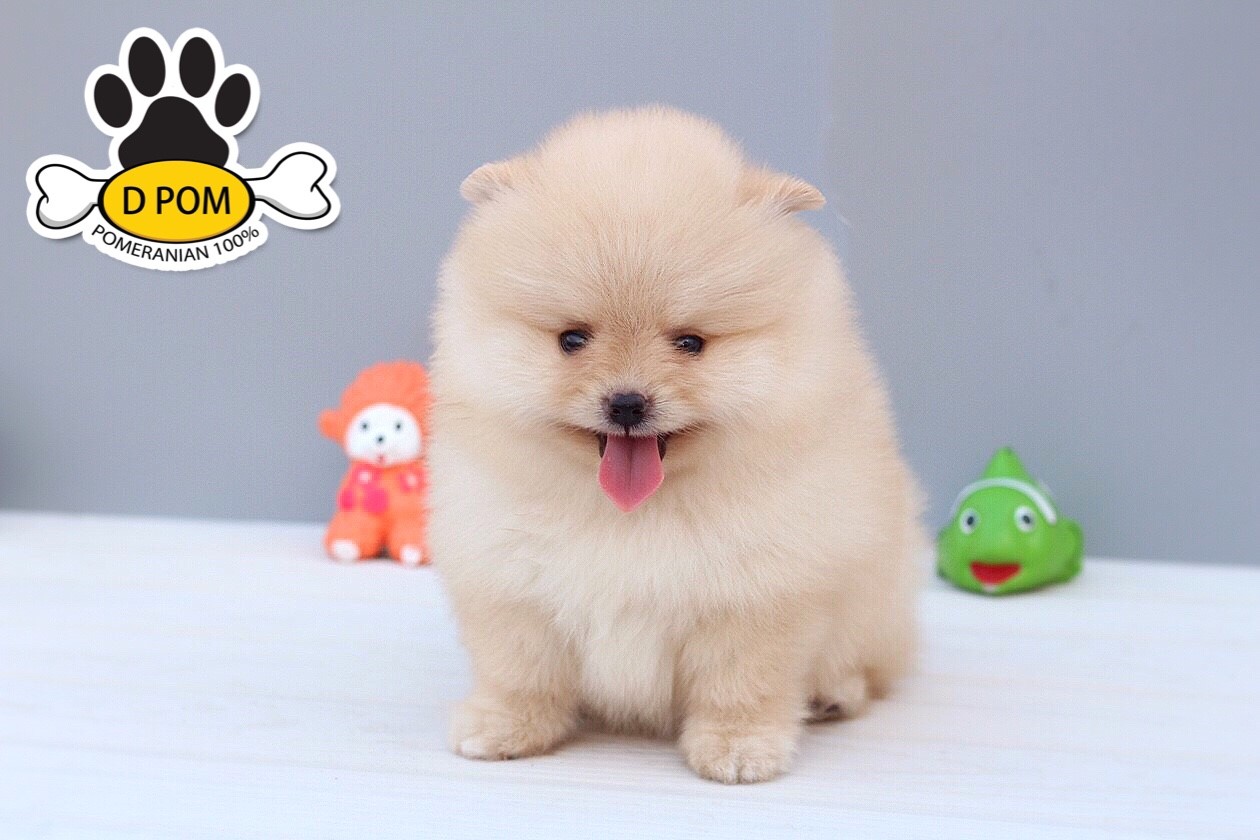 DPOM FARM ขายน้องปอมแท้ ...น้องทอฝัน...เพศเมีย สีขาวครีม ขนฟู ตากลม ฟอร์มสวย น่า