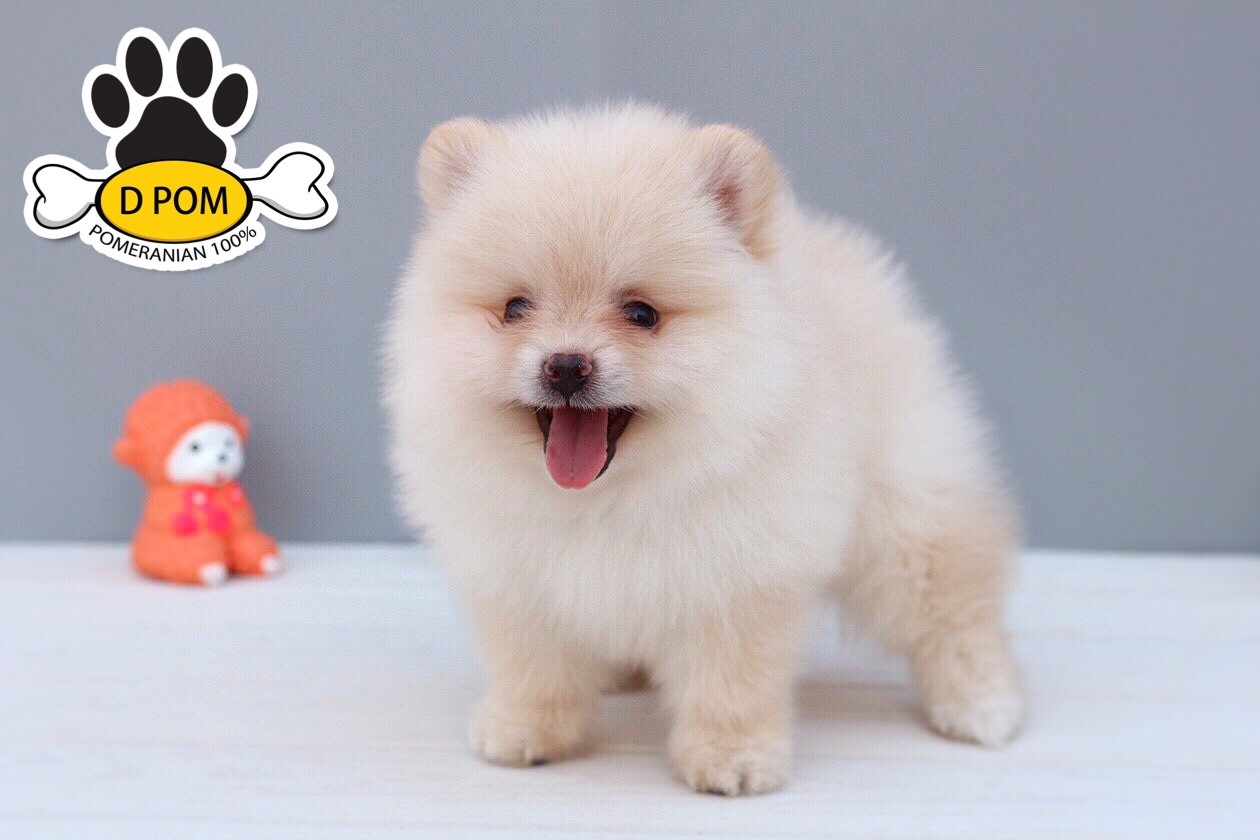 DPOM FARM ขายปอมแท้ ...น้องตะวัน... เพศผู้ สีขาวครีม พร้อมย้ายบ้าน มีบริการส่งถึ
