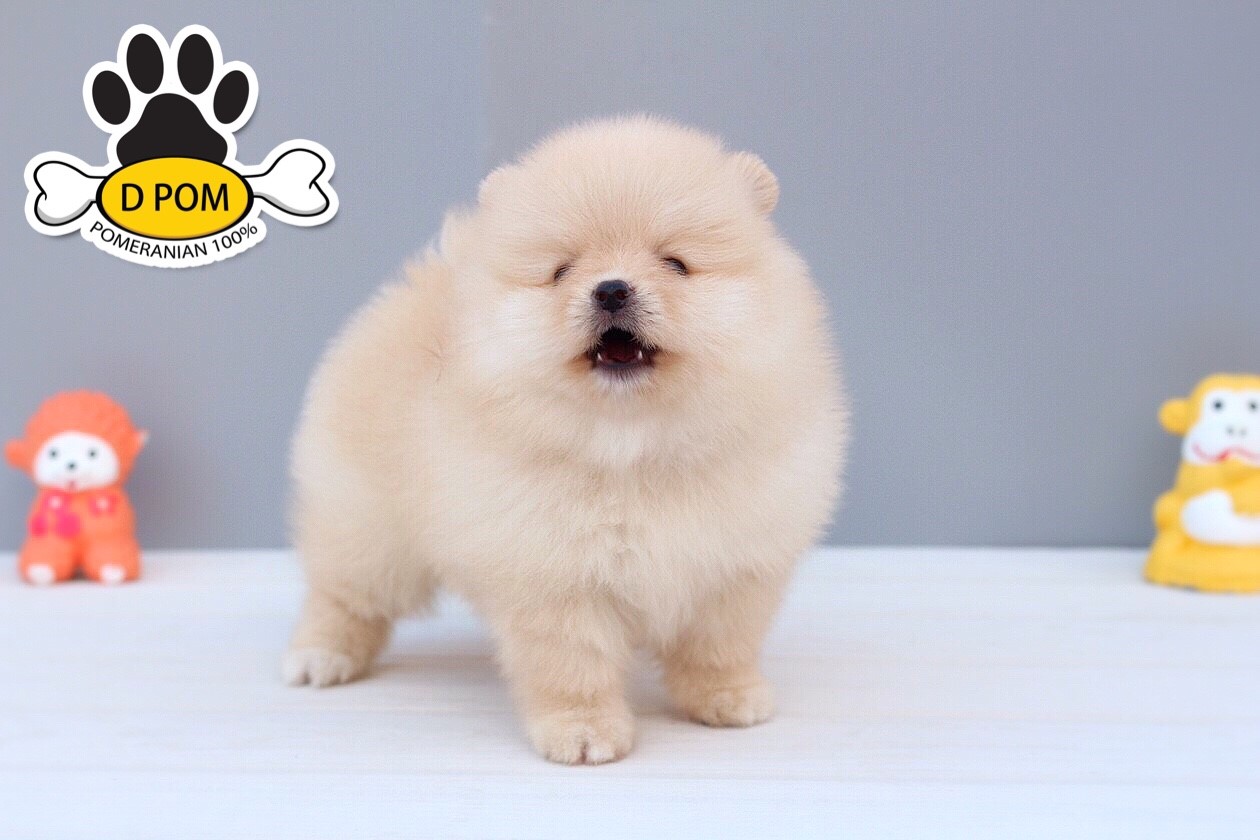 DPOM FARM ขายน้องปอมแท้ ...น้องทอฝัน...เพศเมีย สีขาวครีม ขนฟู ตากลม ฟอร์มสวย น่า