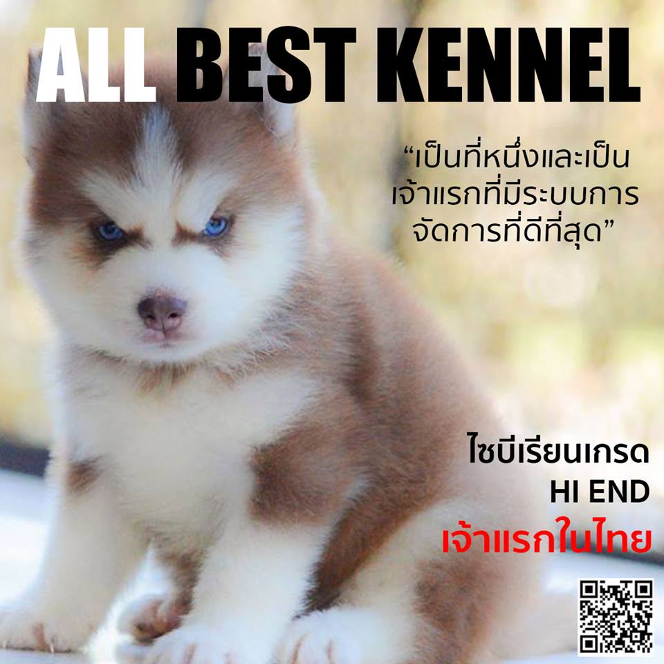 ขายไซบีเรียนฮัสกี้  เกรดพรีเมียมเน้นคัดสายพันธุ์ที่ดี มาที่allbest