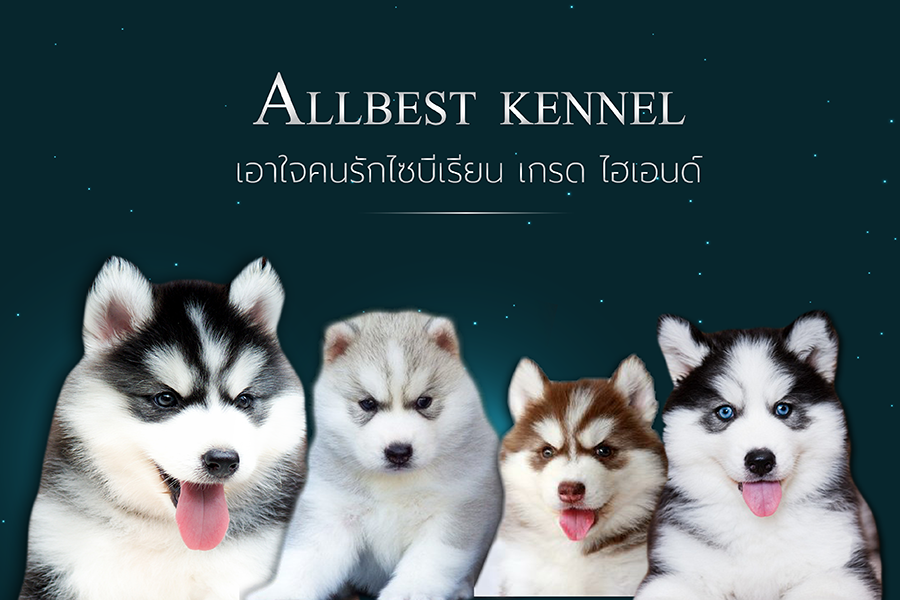 ขายไซบีเรียนฮัสกี้  เกรดพรีเมียมเน้นคัดสายพันธุ์ที่ดี มาที่allbest