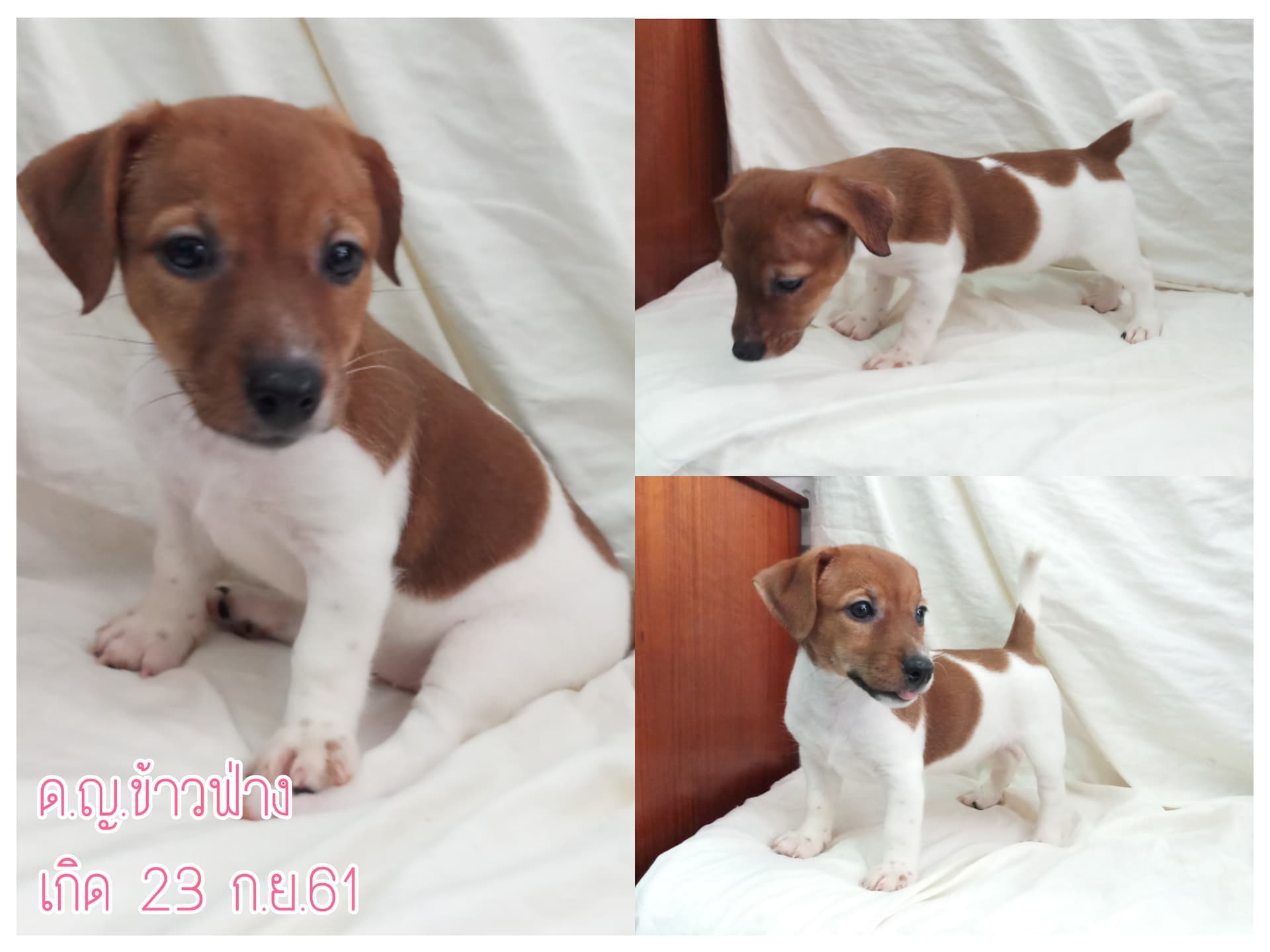 ขายลูกสุนัขแจ็ครัสเซลเทอเรียแท้