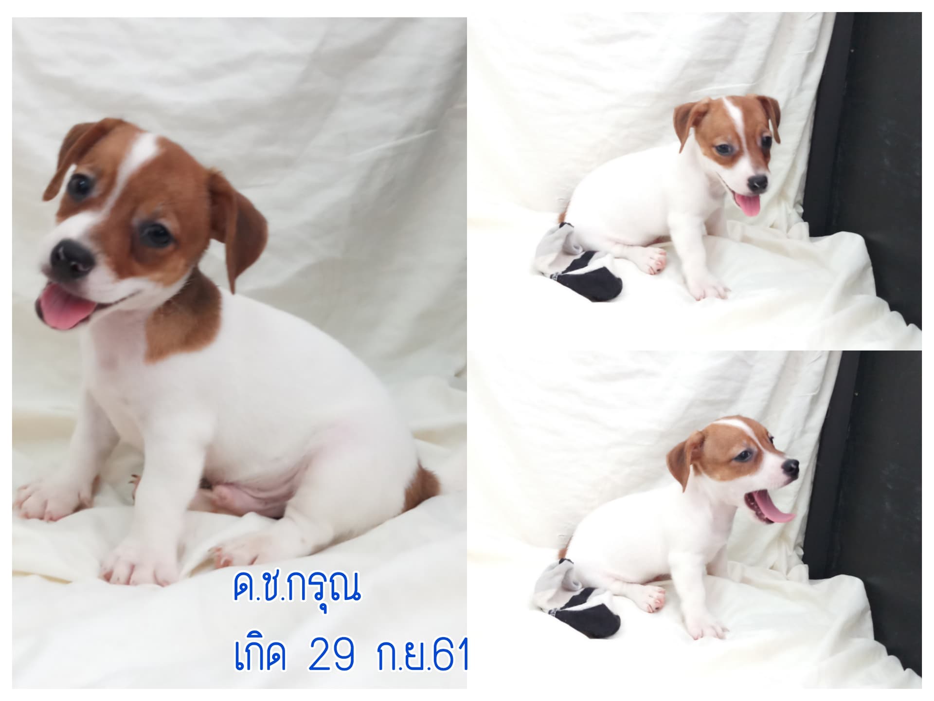 ขายลูกสุนัขแจ็ครัสเซลเทอเรียแท้