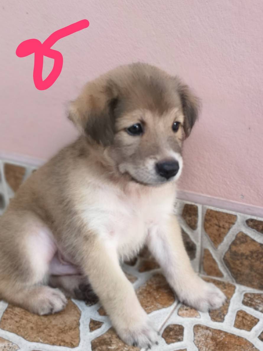 หาบ้านให้น้องหมา พิกัด ซีคอน ศรีนครินทร์ กรุงเทพ