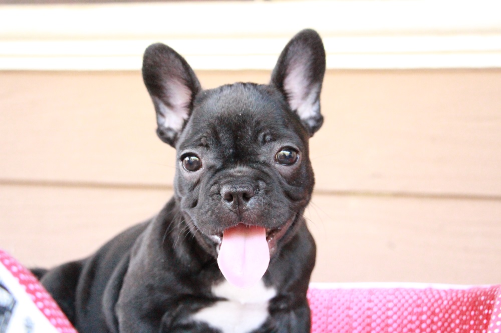french bulldog for sell