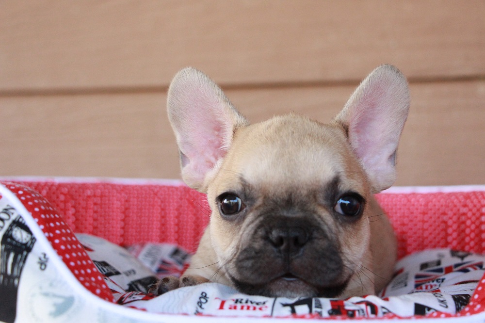 french bulldog for sell