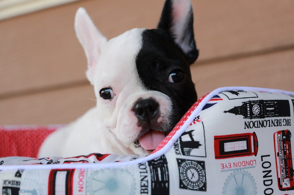 french bulldog for sell