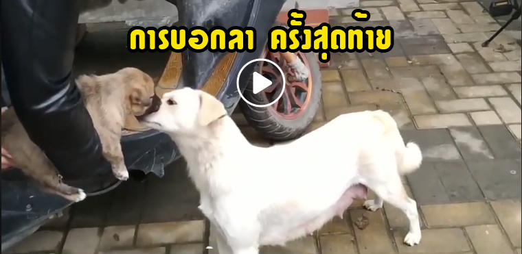 เรื่องราวสุดซึ้งของแม่หมา ที่ต้องยอมทนปวดใจยกลูกตัวเองให้กับคนอื่น
