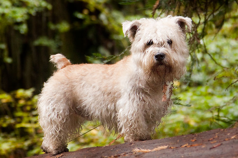 สุนัขสายพันธุ์เกลน ออฟ อิมมอล เทอร์เรียร์ (Glen of Imaal Terrier)