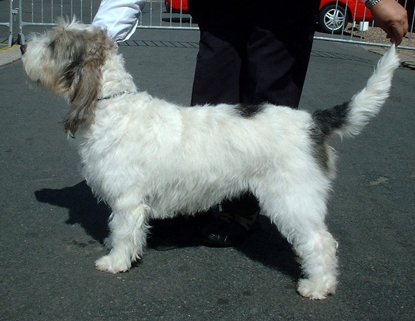 สุนัขสายพันธุ์กรองด์ บาสเซต กริฟฟอง วองดีน (Grand Basset Griffon Vendeen)