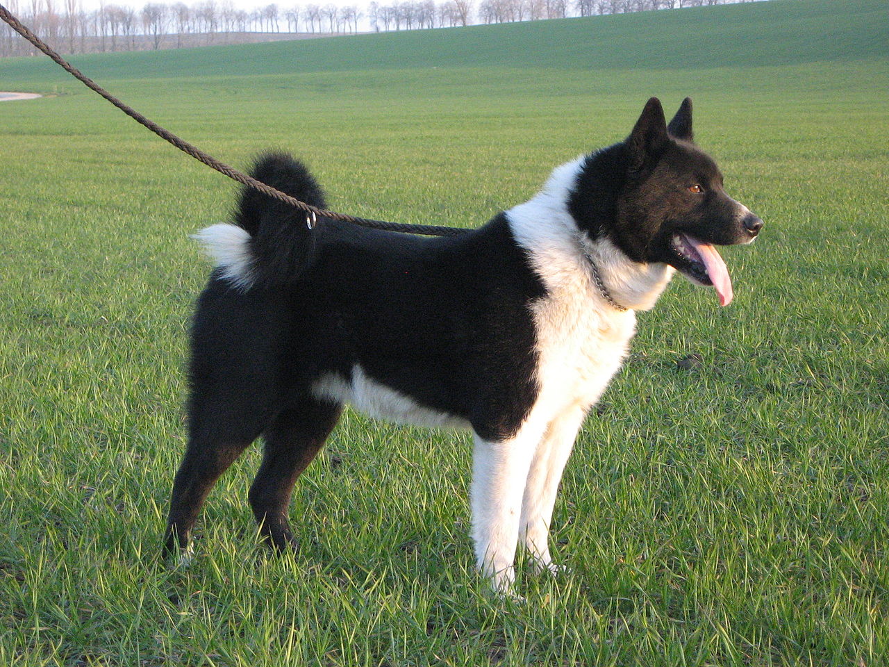 สุนัขสายพันธุ์คานารี ด็อก (Canary Dog)