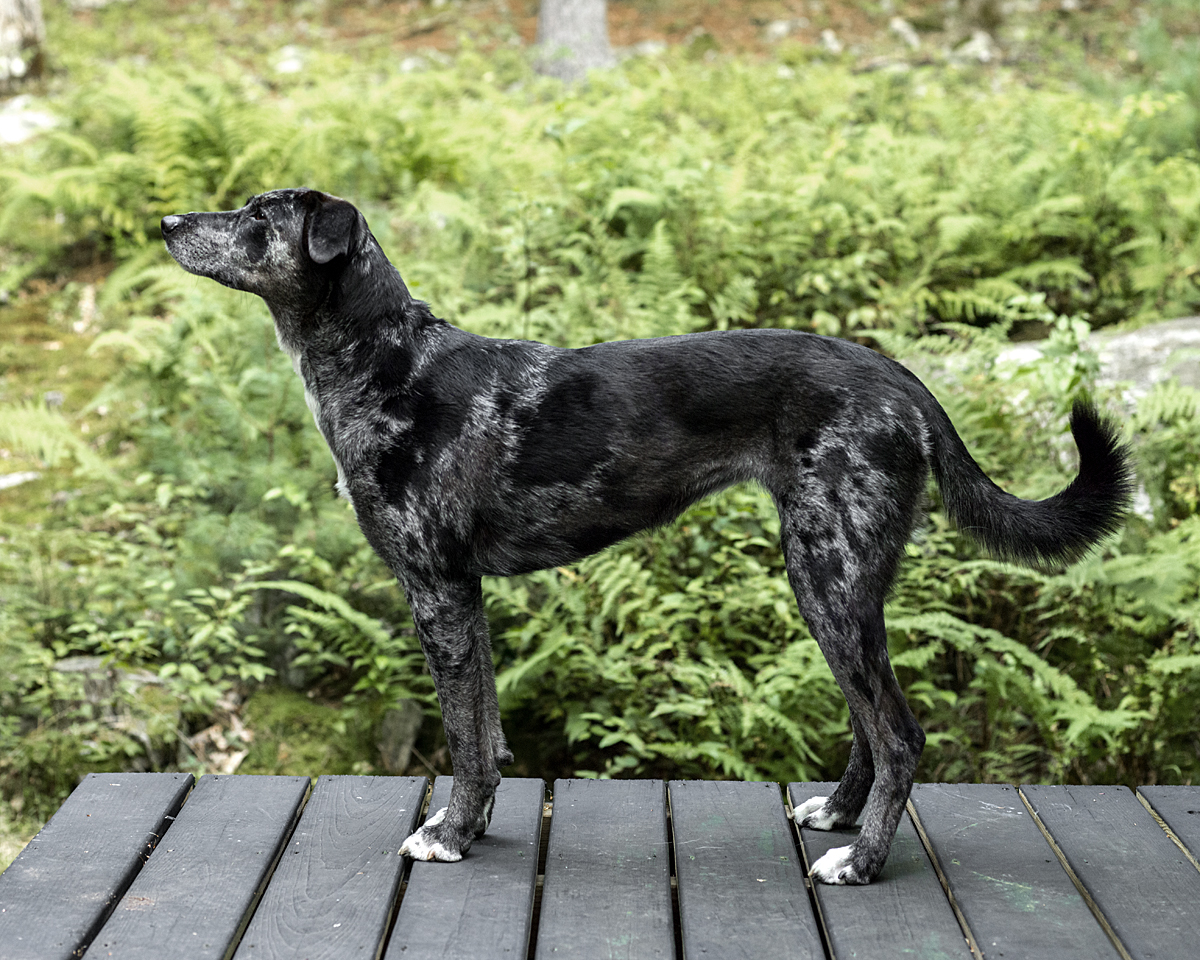 สุนัขสายพันธุ์คาตาฮูลา ลีโอพาร์ด ด็อก (Catahoula Reopard Dog)
