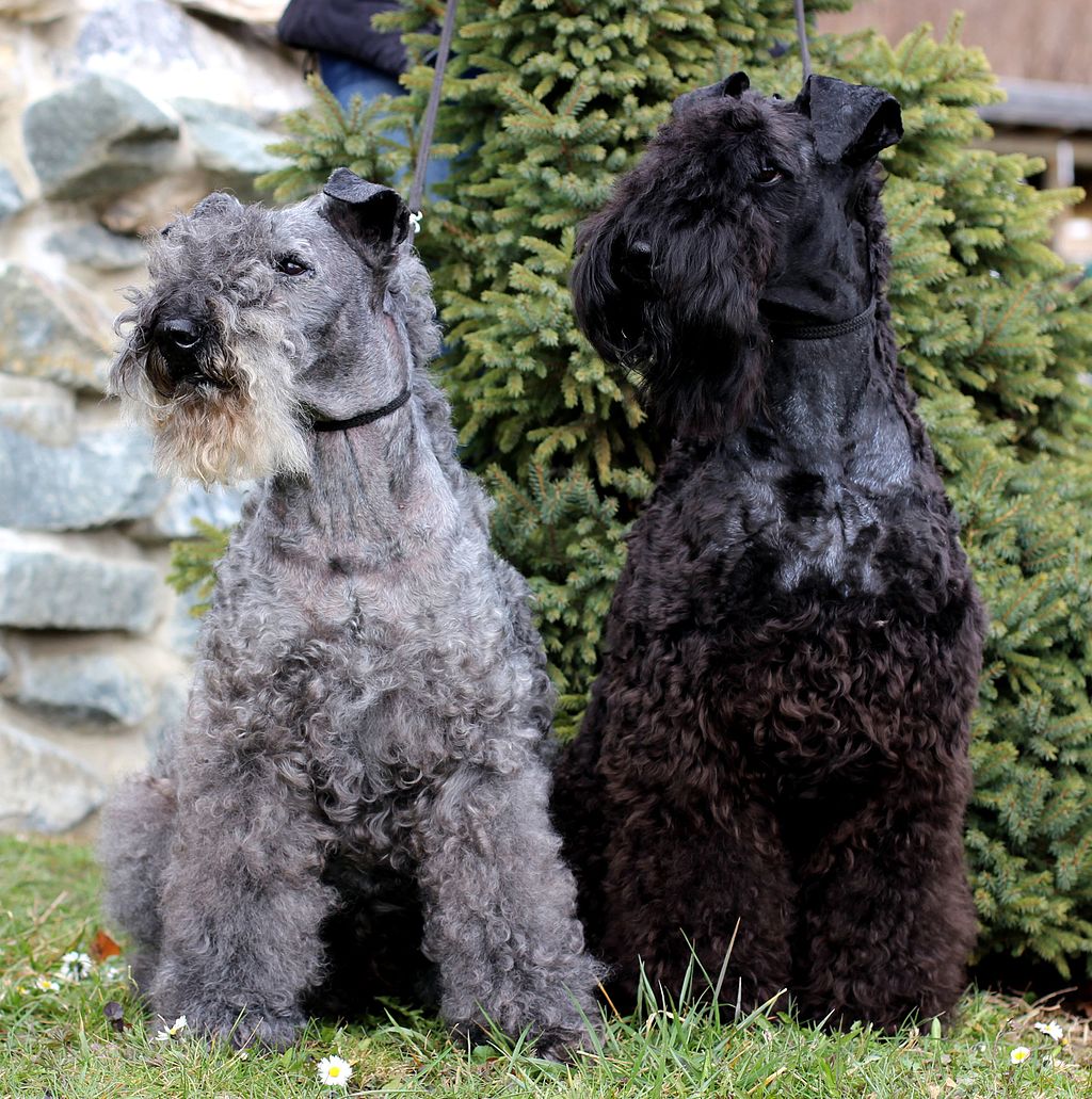 สุนัขสายพันธุ์ เคอร์รี บูล เทอร์เรียร์ (Kerry Blue Terrier)