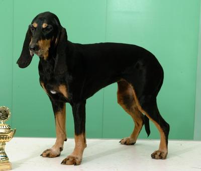 สุนัขสายพันธุ์ จูรา ลัฟฮุนด์ บูรไน (Jura Laufhund  Bruno)