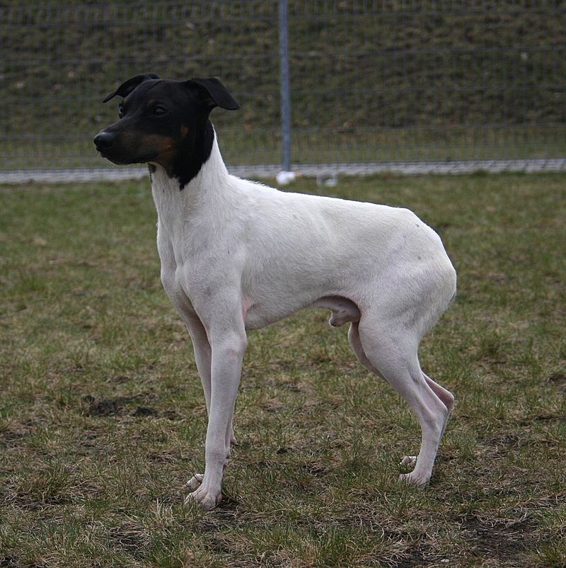 สุนัขสายพันธุ์ แจแปนนิส เทอร์เรียร์ (Japanese Terrier)