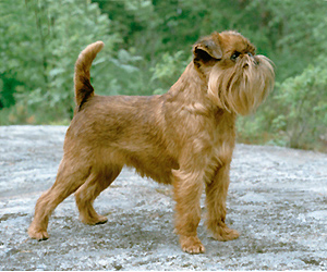 สุนัขสายพันธุ์กริฟฟอล บรัซเซลลอยส์ (Griffon Bruxellois)