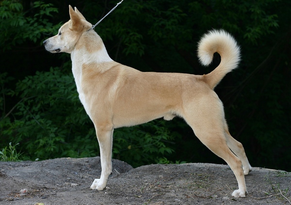 สุนัขสายพันธุ์ เคแนน ด็อก (Canaan Dog)