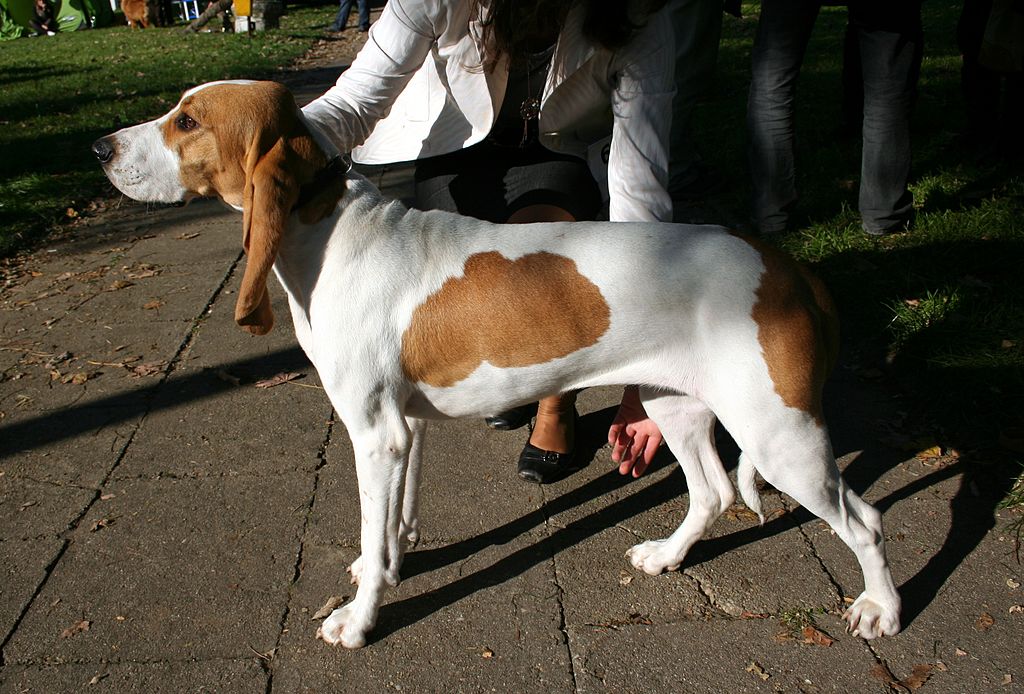 สุนัขสายพันธุ์ ชไวเซอร์ ลัฟฮุนด์ (Schweizer Laufhund)
