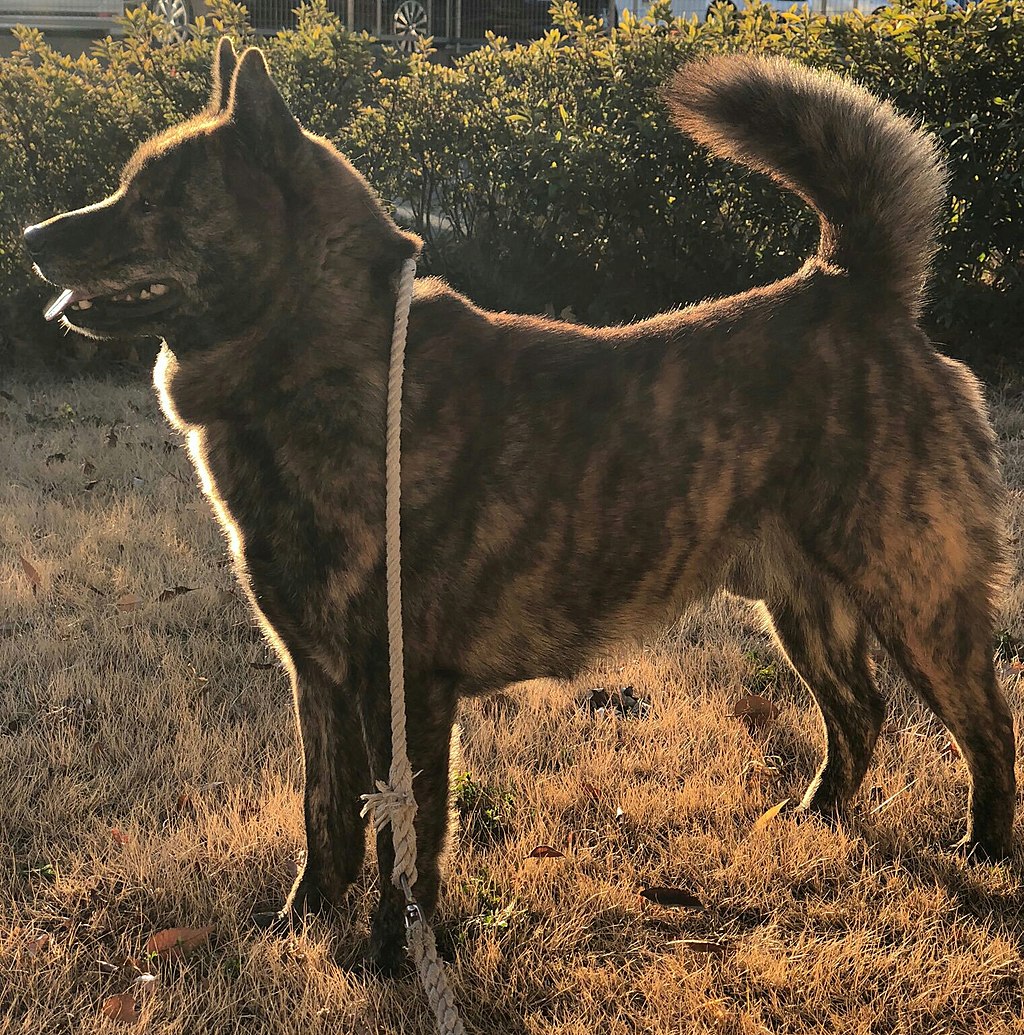 สุนัขสายพันธุ์ ไค ด็อก (Kai Dog)