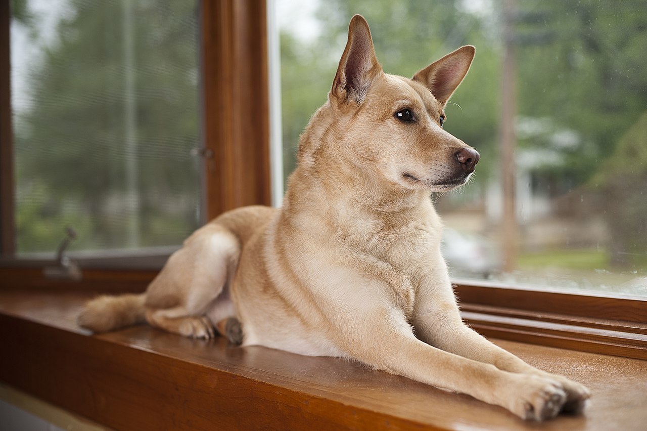 สุนัขสายพันธุ์ แคโรไลนา ด็อก (Carolina Dog)