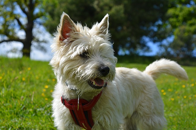 สุนัขสายพันธุ์ เครน เทอร์เรียร์ (Cairn Terrier)