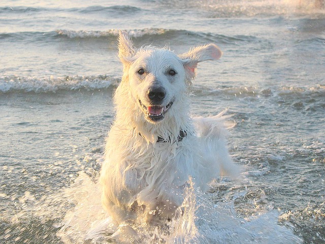 สุนัขสายพันธุ์ คูวาสซ์ (Kuvasz)