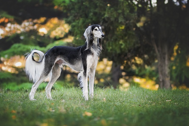 สุนัขสายพันธุ์เกรย์ฮาวนด์ (Greyhound)